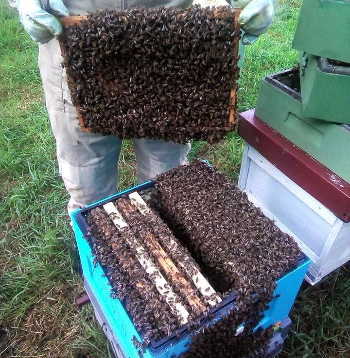Silne odkłady pszczele z pasieki Borowskie Miody