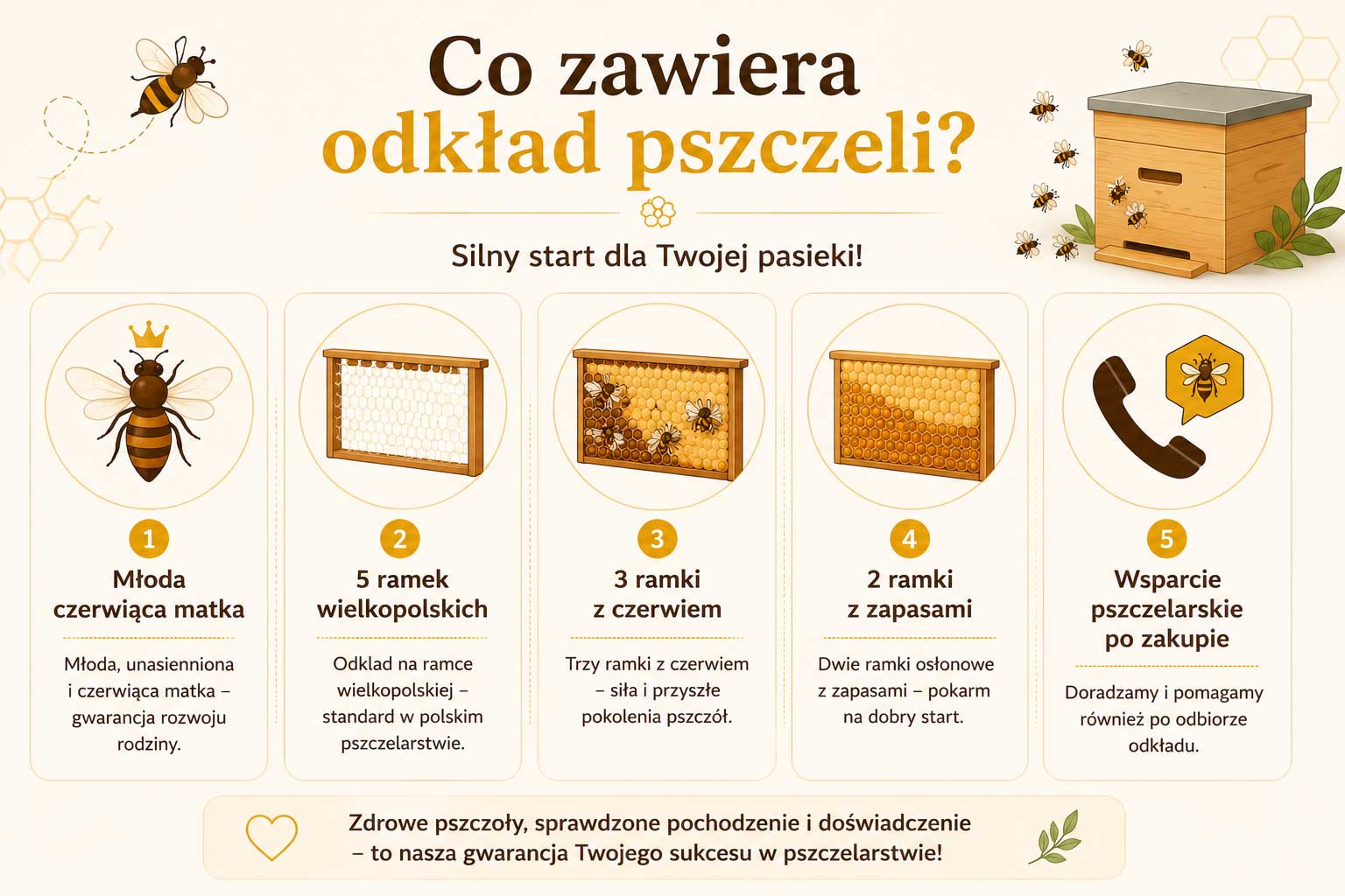 Infografika przedstawiająca, co zawiera odkład pszczeli – młodą czerwiącą matkę, 5 ramek wielkopolskich, 3 ramki z czerwiem, 2 ramki z zapasami oraz wsparcie pszczelarskie po zakupie.
